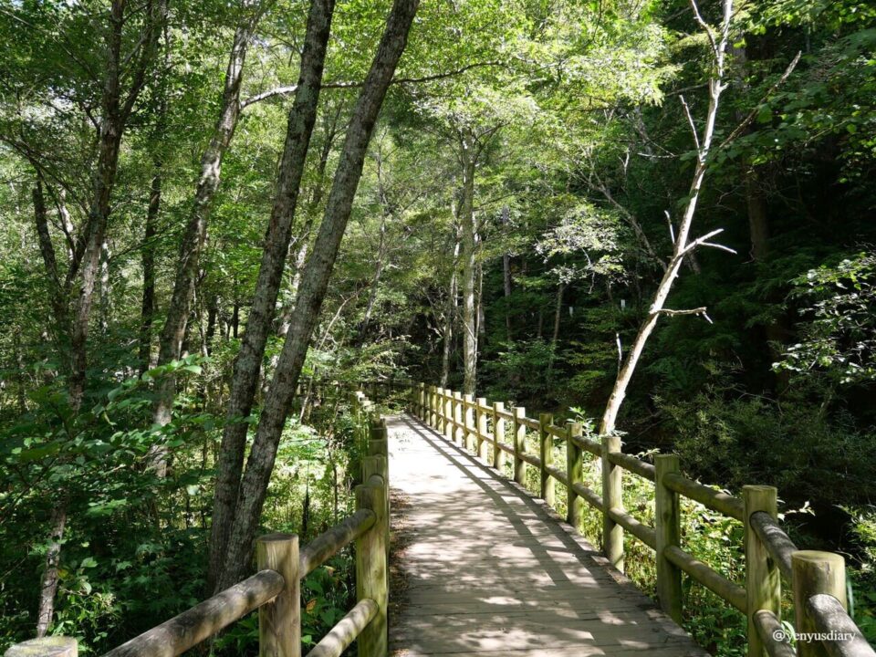 【日本上高地】大正池到河童橋的山谷散步|走進北阿爾卑斯的靜謐之境 13 P1037599